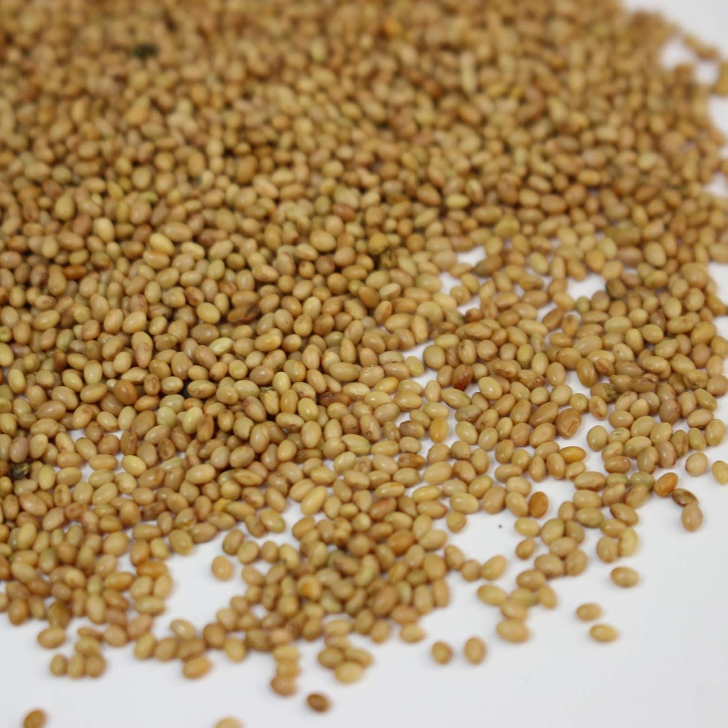 Crimson Clover Seeds (Coated) - 1 oz - Garden Cover Crop, Non-GMO, Open Pollinated, Perennial, Heirloom - Coated for Easy Planting