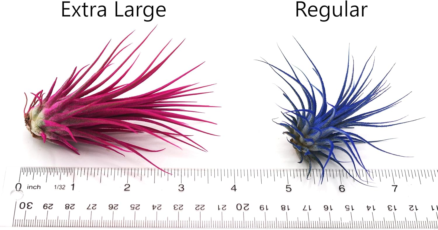 Live Extra Large Tillandsia Ionantha Guatemala Colorful Air Plant 3+ inch Enhanced Color Easy Care Indoor Outdoor Home Decor Gift Airplant by Awesome Industries (Orange XL)