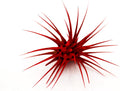 Dyed Tillandsia Ionantha Guatemala Enhanced Colored Colorful Air Plant Live Easy Care Indoor Outdoor Home Decor Gift Airplant by Awesome Industries Live Arrival Guaranteed (Red)