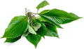 Dwarf Hygrophila Corymbosa Siamensis Live Aquarium Plant - Freshwater Fish Tank Decorations and Natural Aquatic Decor (4)