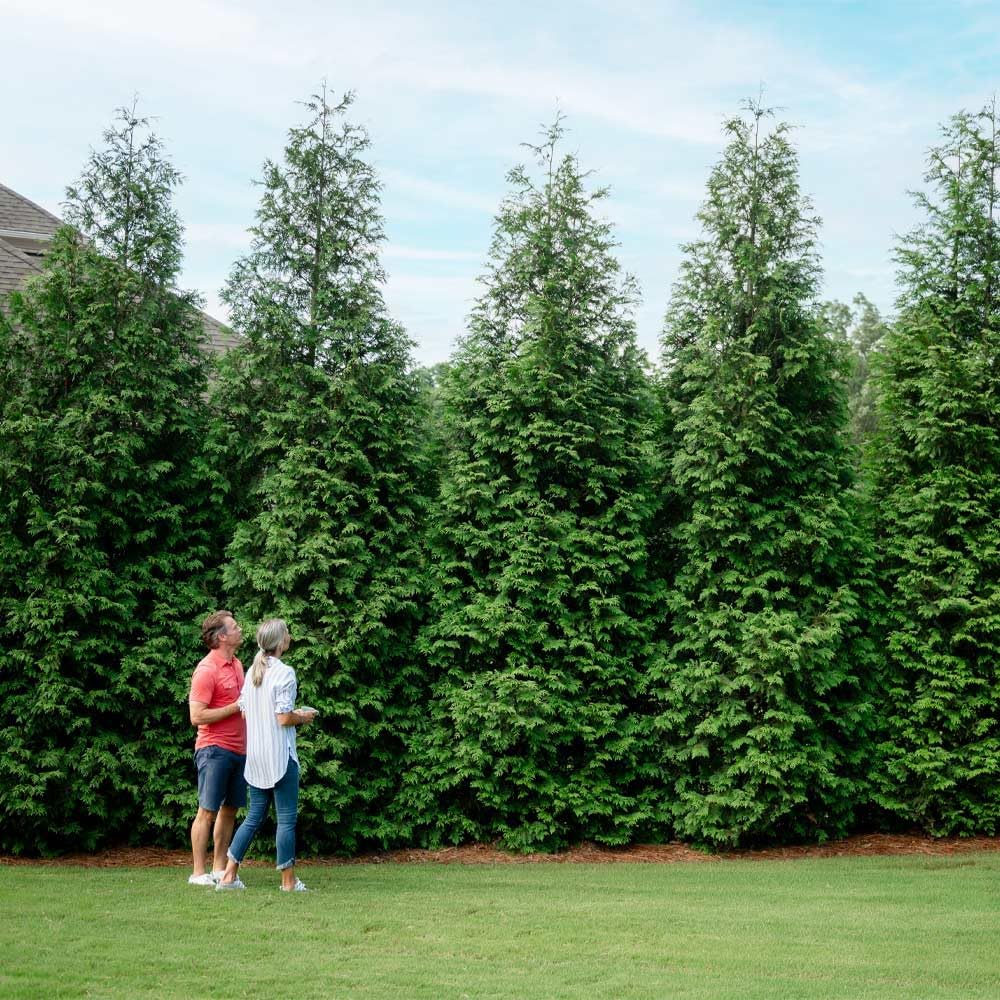 Brighter Blooms - Thuja Green Giant, 2-3 Feet - Live Plant - No Shipping to AK, AZ, HI, OR