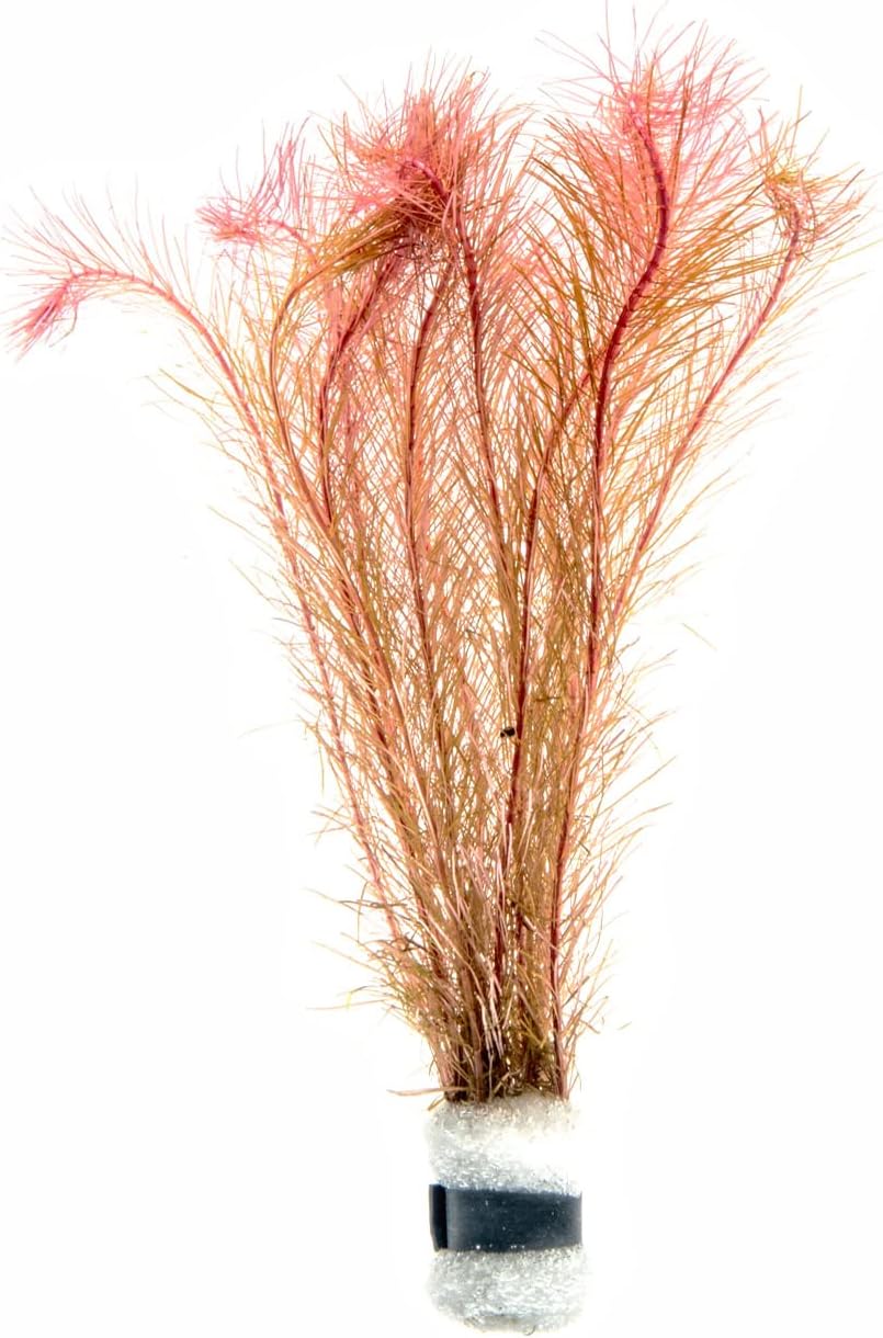 Live Aquarium Stem Plants - Freshwater Aquatic Plant for Fish Tanks, Aquascaping - (Alternanthera Reineckii Variegatus, 1 Bunch)