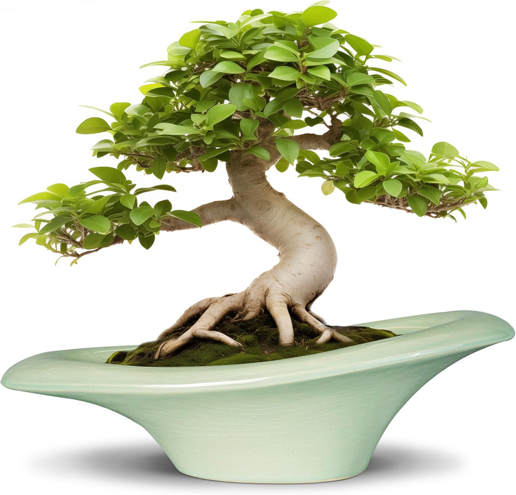 Ceramic Bonsai Pots - Large Succulent Planter 18 Inch Plant Pot Indoor Succulent Pot with Drainage Hole Outdoor Planter Bonsai Tree Pot for House Home Garden Decor Green
