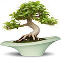 Ceramic Bonsai Pots - Large Succulent Planter 18 Inch Plant Pot Indoor Succulent Pot with Drainage Hole Outdoor Planter Bonsai Tree Pot for House Home Garden Decor Green