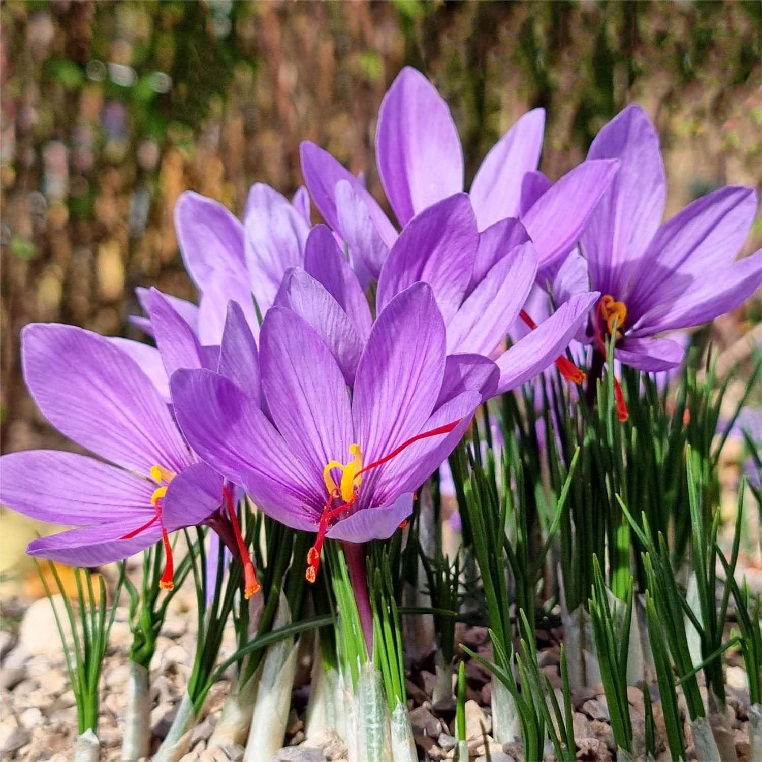 20 Saffron Sativus Crocus Corms - Premium Quality Saffron Bulbs for Planting with Comprehensive Growing Instructions