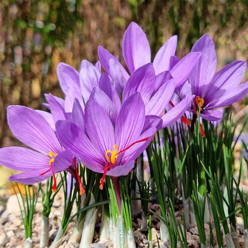 20 Saffron Sativus Crocus Corms - Premium Quality Saffron Bulbs for Planting with Comprehensive Growing Instructions