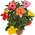 Tropical Plants of Florida Live Hibiscus Bush – Mystery Multi-Color Flowering Shrub in 3 Gallon Pot, 24 to 28” Tall – 2 to 3 Mixed Bloom Colors, Outdoor Tropical Garden Plant