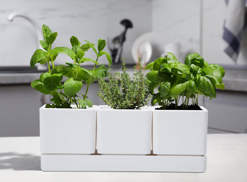 D'vine Dev Herb Garden Planter Set, Plastic Plant Pots with Drainage and Saucer, Indoor Succulent Cactus Vegetable Pot for Windowsill, Garden Balcony, White, Set of 2, 76-V-A-2