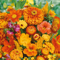 Eden Brothers Orange You Glad Flower Mixed Seeds for Planting, 1/4 lb, 120,000+ Seeds with Dahlia, Double Strawflower | Attracts Pollinators, Plant in Spring or Fall, Zones 3, 4, 5, 6, 7, 8, 9, 10
