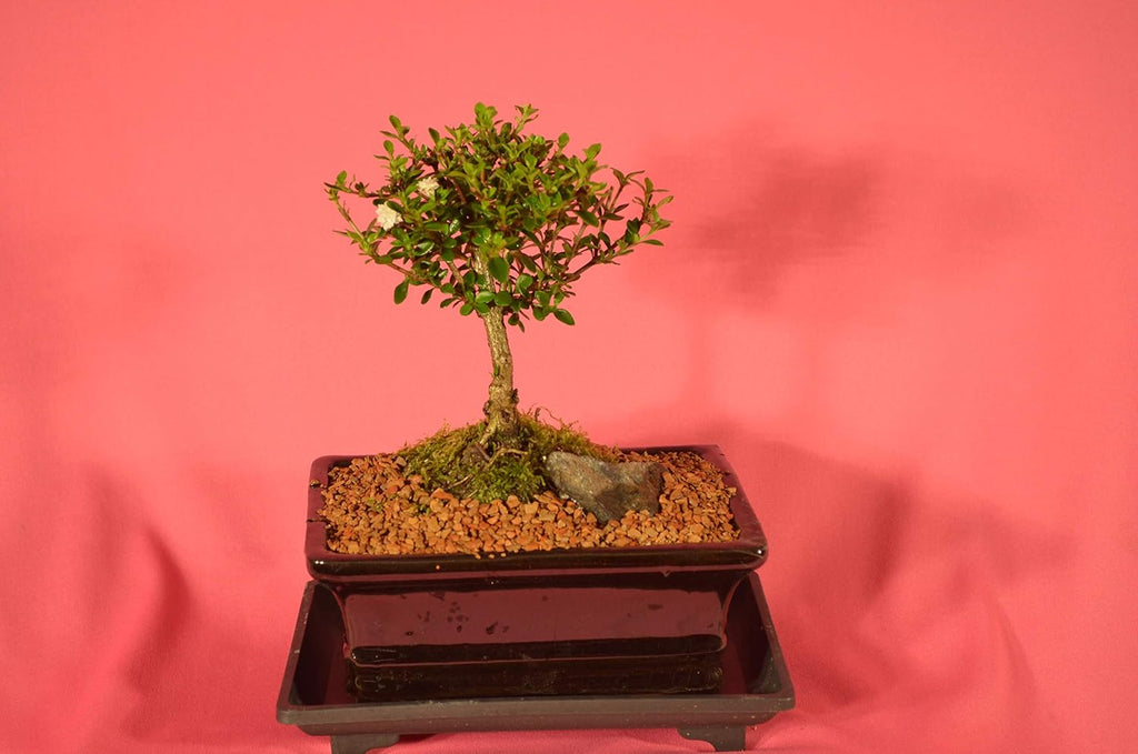Serissa Snow Rose