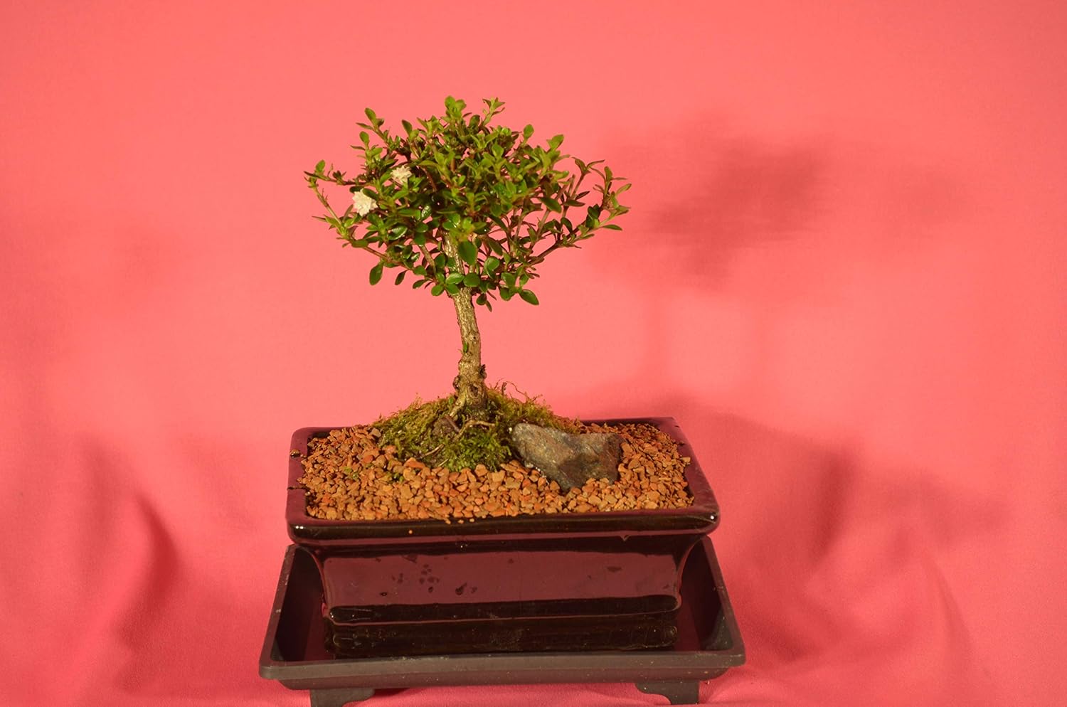 Serissa Snow Rose