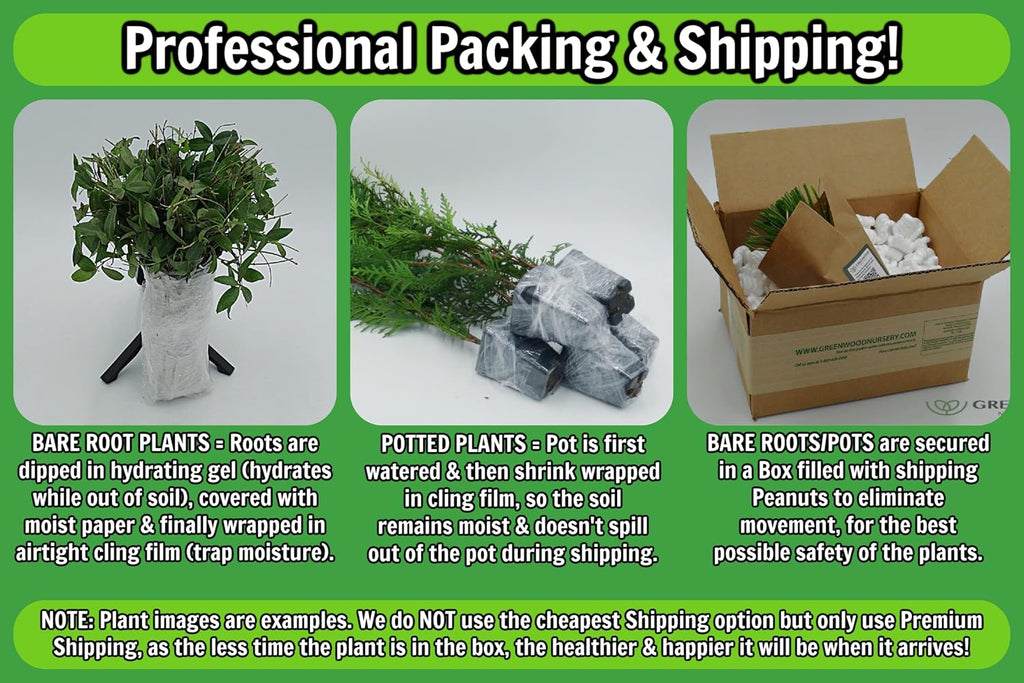 Greenwood Nursery: Live Perennial Plants - Munstead Lavender + Lavandula Angustifolia - [Qty: 10x 3.5 Pots] - (Click for Other Available Plants/Quantities)