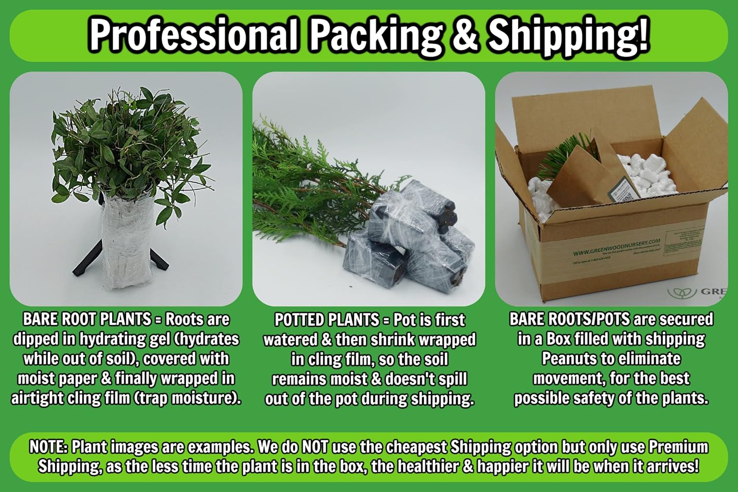 Greenwood Nursery: Live Perennial Plants - Autumn Brilliance Fern + Dryopteris Erythrosora - [Qty: 1x Pint Pot] - (Click for Other Available Plants/Quantities)