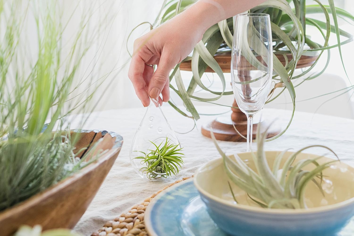 25 Pack Large Air Plants Tillandsia Ionantha Guatemala - Live Succulent House Plants - Available in Wholesale and Bulk - Home and Garden Decor - Easy Care Indoor and Outdoor Plants