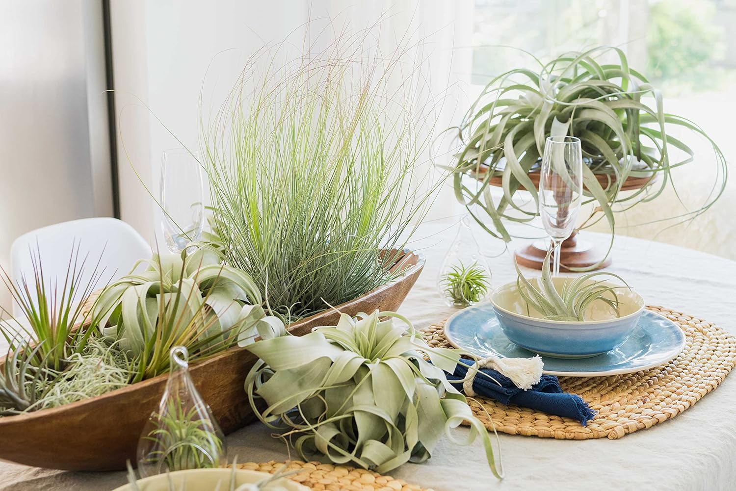 Air Plant Shop 20 Pack Tillandsia Air Plant Grab Bag of Premium Medium & Large Plants- Wholesale and Bulk - Succulents - Live Tillandsia - Easy Care Indoor and Outdoor House Plants