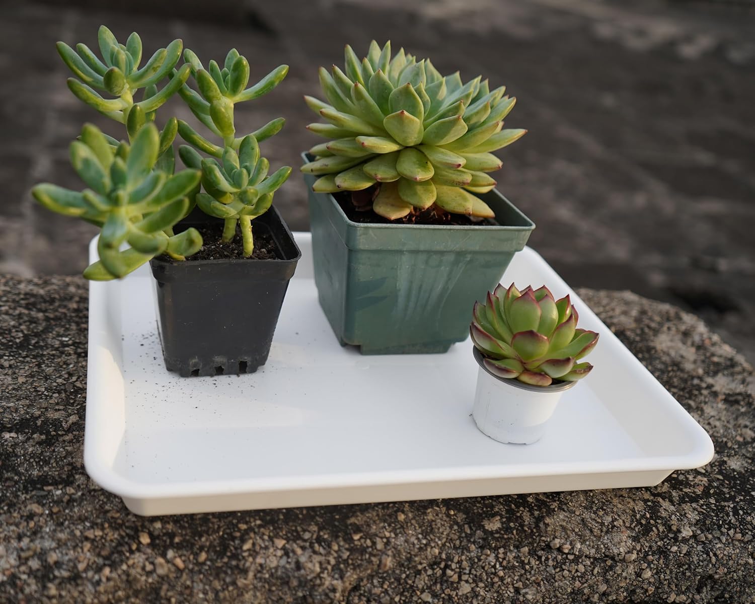 Rectangle Plant Tray, Plant Drip Tray, Plant Pot Saucers, Plant Germination Trays, Plant Saucers, 14.5'' x 11'' x 1.5'' (2 pack), Creamy White