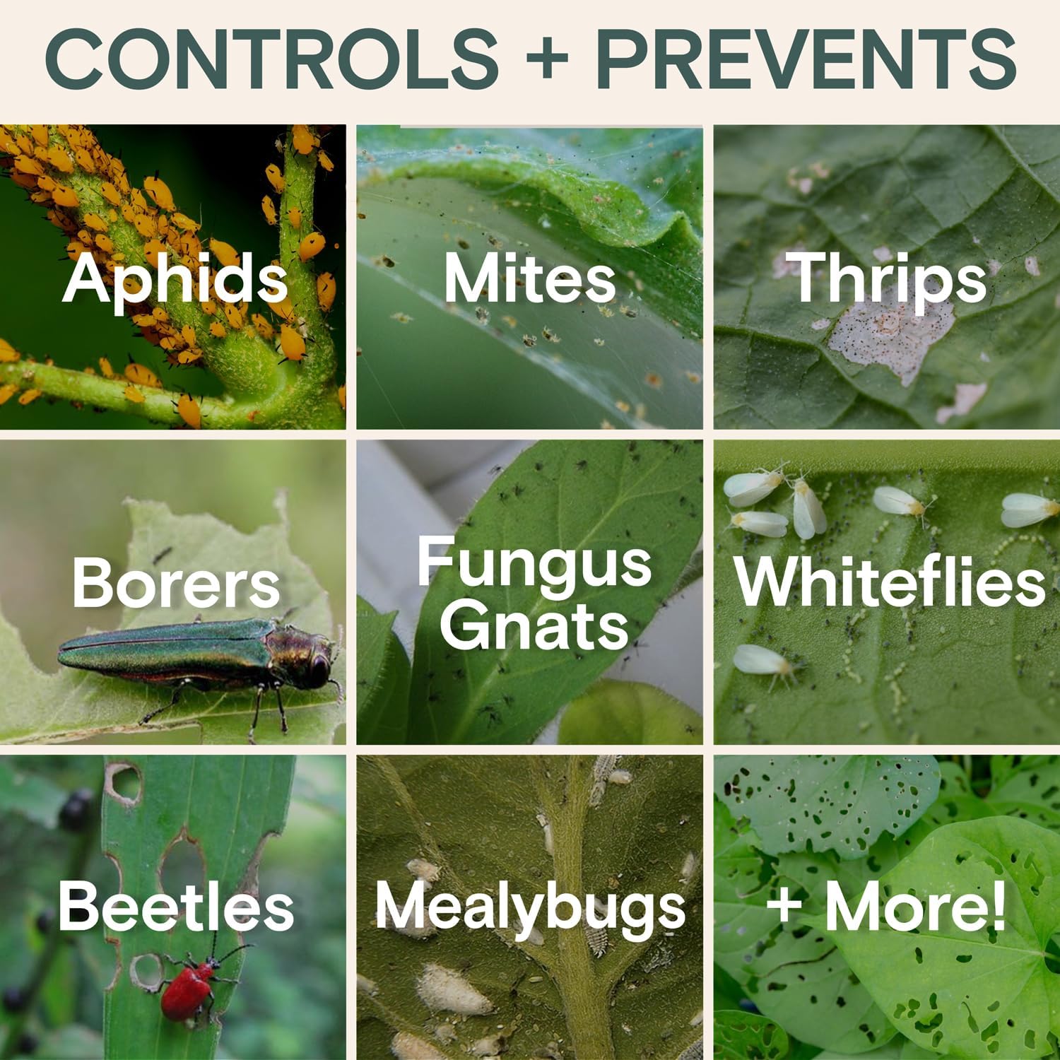 Organic Insecticide Liquid Concentrate – Natural Plant Insect Spray for Indoor & Outdoor Use, Fungus Gnat, Aphid & Spider Mite Control – Houseplant & Garden Insect Killer