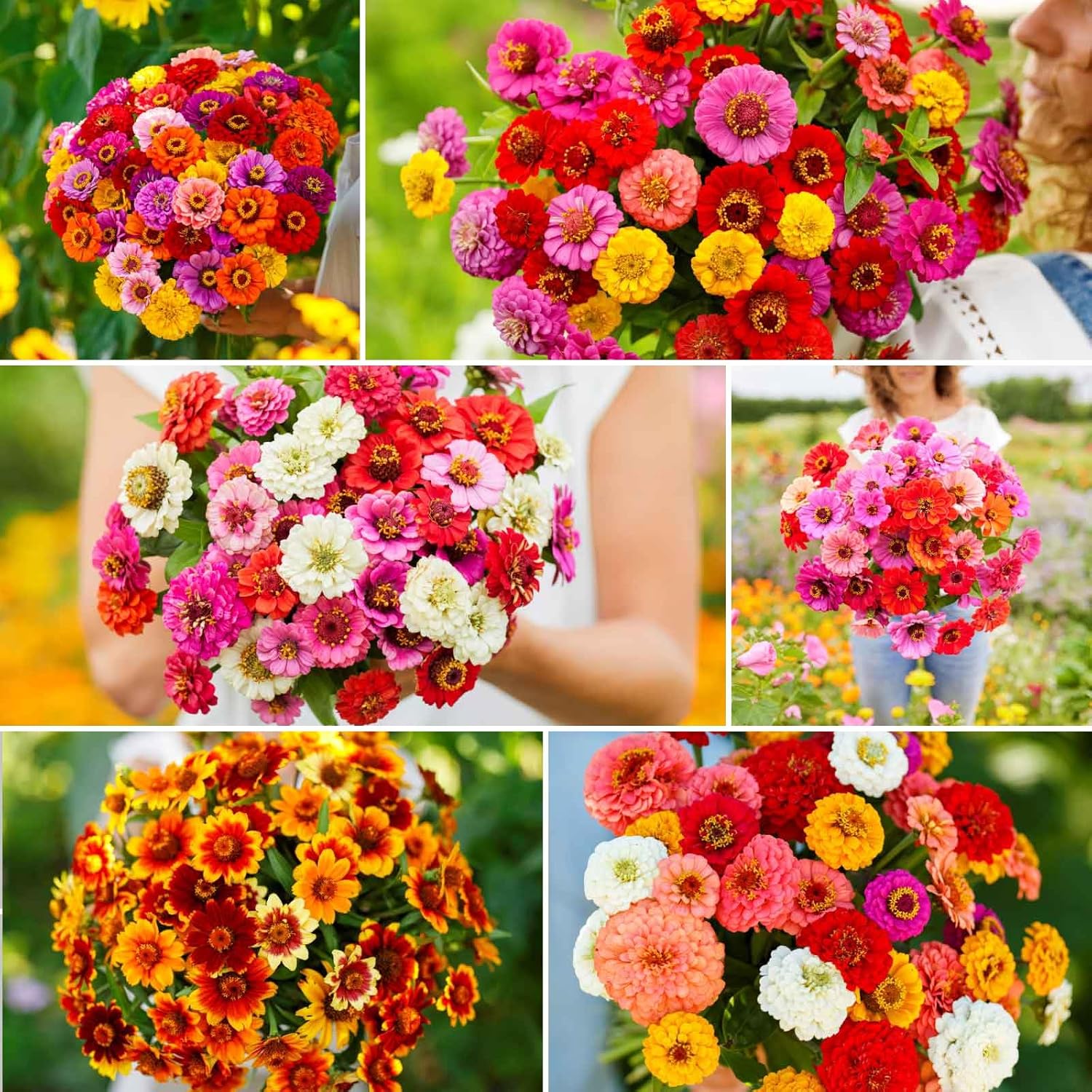 Eden Brothers Zin Master Flower Mixed Seeds for Planting, 1/4 lb, 120,000+ Seeds with California Giant, Mexican, Lilliput Zinnia | Attracts Pollinators, Plant in Spring, Zones 3, 4, 5, 6, 7, 8, 9, 10