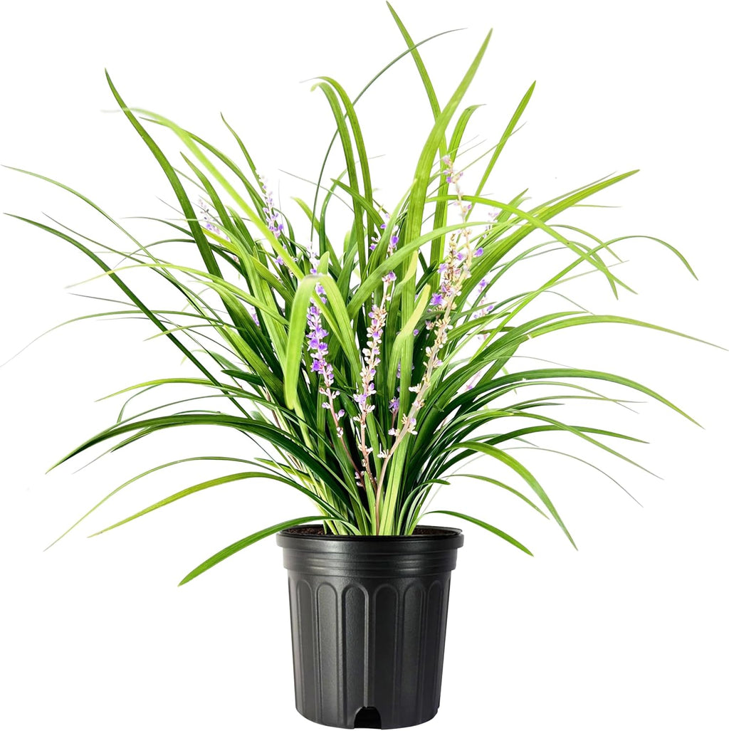 Liriope Super Blue | 2 Large Gallon Size Plants | Liriope muscari 'Super Blue' | Ornamental Ground Cover Plants | Shade-Tolerant Landscaping Perennial