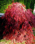 Red Dragon Weeping Lace Leaf Japanese Maple 2 - Year Live Plant