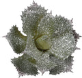Duovlo Artificial Succulent Plant 5.15 Inch Faux Succulents Agave potatorum Flower Arrangement Craft Wall DIY Materials,Pack of 2 (New Green)