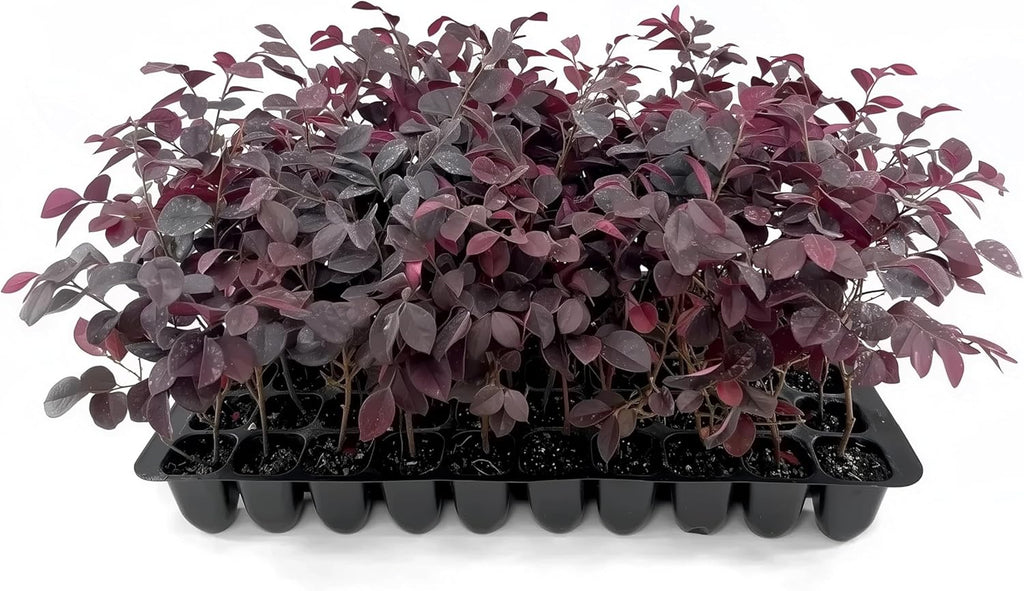 Loropetalum Carolina Midnight | 3 Live Plants | Loropetalum Chinense | Purple Foliage Shrub | Ornamental Landscape Bush | Fast Growing Plants