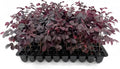 Loropetalum Carolina Midnight | 3 Live Plants | Loropetalum Chinense | Purple Foliage Shrub | Ornamental Landscape Bush | Fast Growing Plants