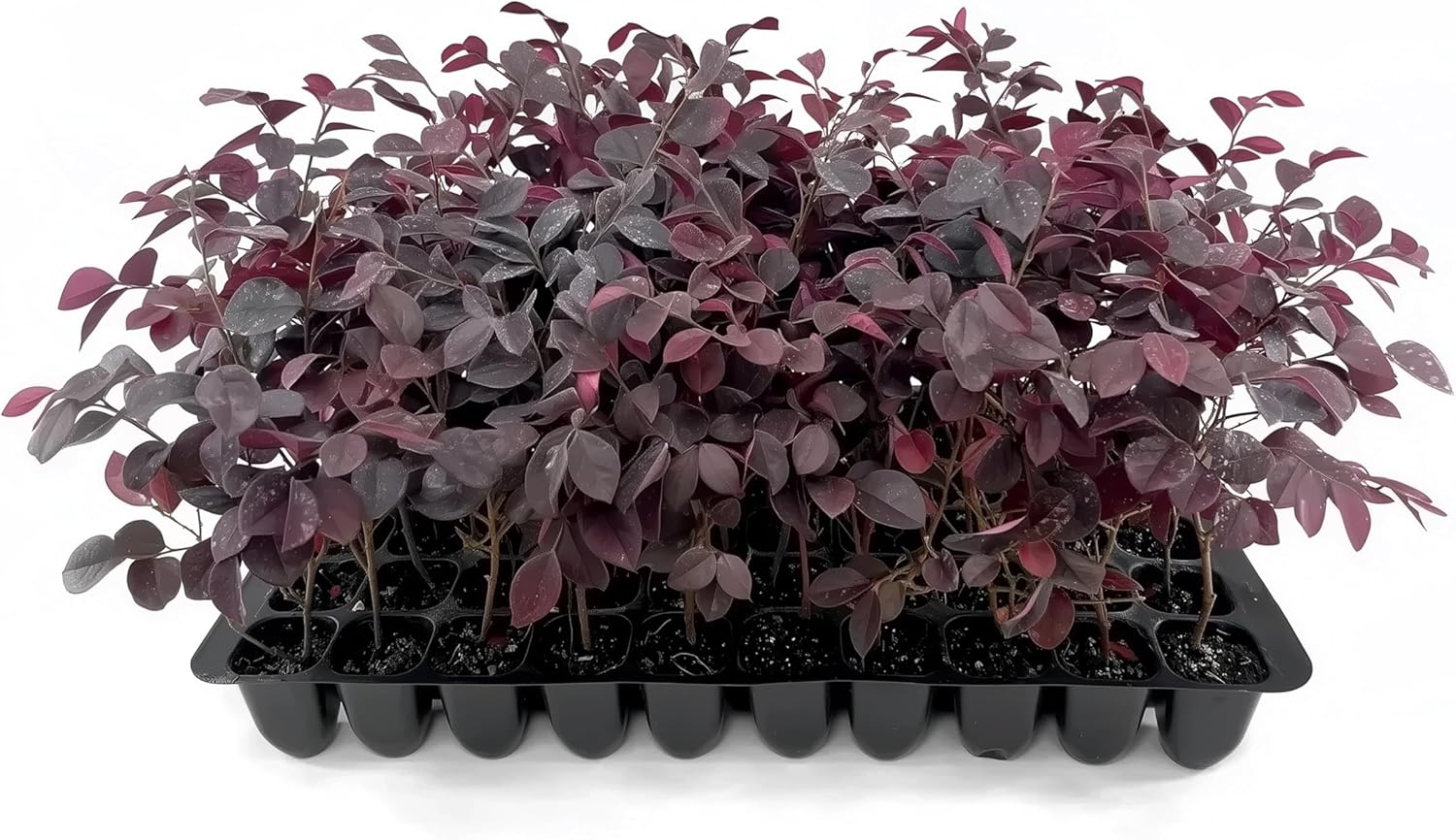 Loropetalum Carolina Midnight | 3 Live Plants | Loropetalum Chinense | Purple Foliage Shrub | Ornamental Landscape Bush | Fast Growing Plants