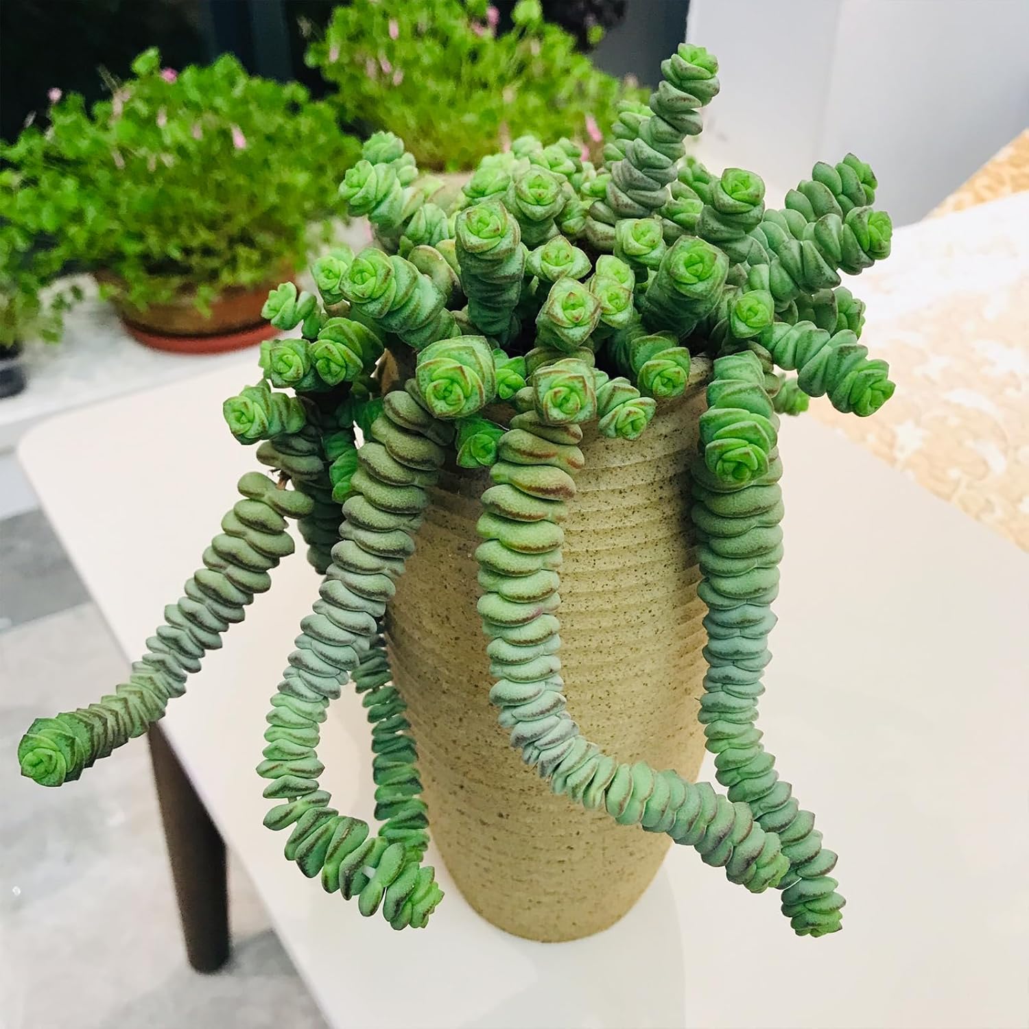 4" String of Buttons in White Stripe Pot, Live Crassula 'Baby's Necklace' Trailing Succulent, Rare House Plant for Home Office Wedding Hanging Decoration, DIY Projects, Party Favor