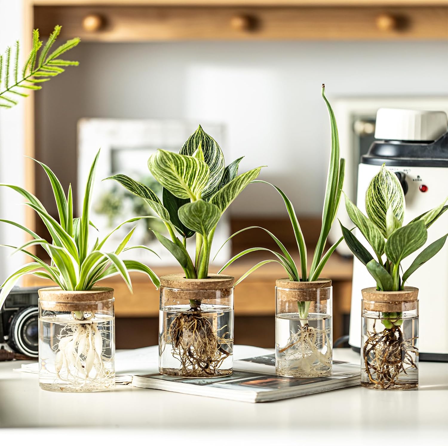 Glass Plant Propagation Stations for Plants – Set of 4(4 Large & 4 Small) Hydroponic Vases for Plant Cuttings,Flower Arrangements, Home & Office Decor–Desktop Vases for Living Room, Bedroom (8)