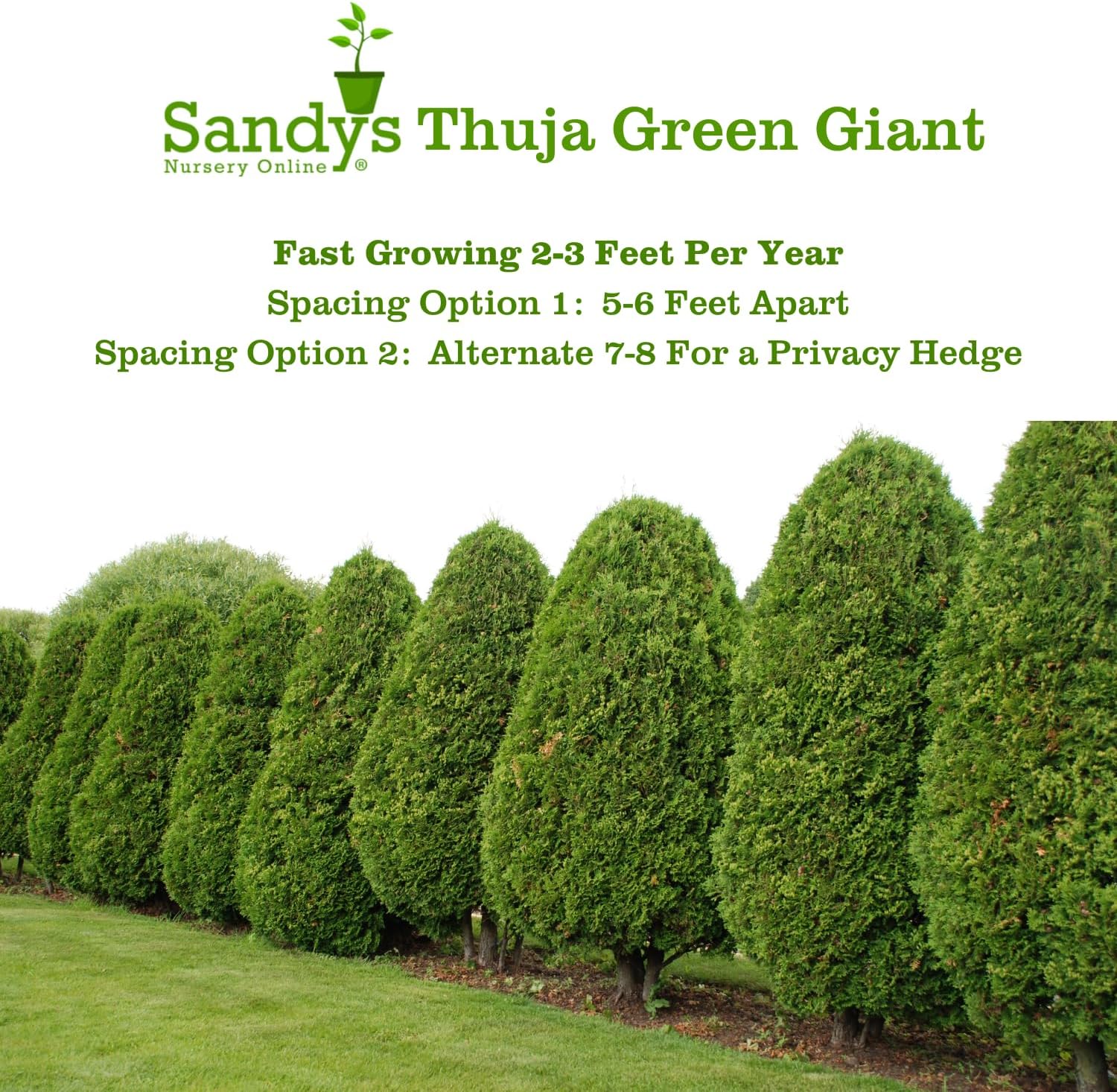 Thuja Green Giant Arborvitae Lot of 6, 3 Inch Pot