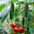 Trellis Netting for Climbing Plants - Heavy Duty Garden Trellis Netting for Cucumber, Vine, Fruits & Vegetables Tomato Plants Trellis Net, Climbing Vining Plants (2-Pack 32.8' x 6.6'Ft)