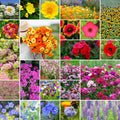 Eden Brothers Heirloom Flower Mixed Seeds for Planting, 10 lb, 4,800,000+ Seeds with Zinnia, Toadflax, Evening Primrose | Attracts Pollinators, Plant in Spring or Fall, Zones 3, 4, 5, 6, 7, 8, 9, 10