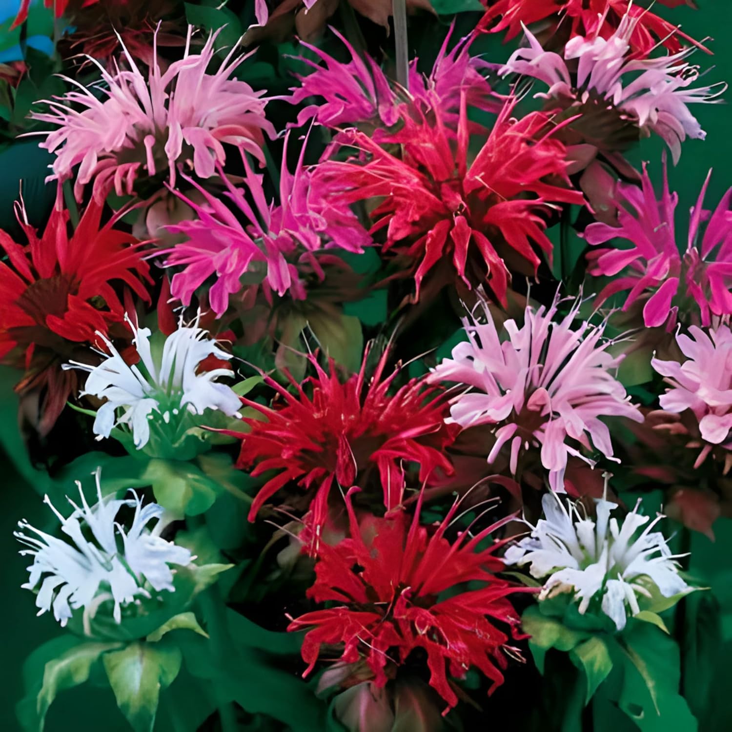Park Seed Grow Your Own Vibrant Wildflower Garden Mixture, Perfect for Bees, Butterflies, and Hummingbirds, Panaroma Mix, Pack of 100