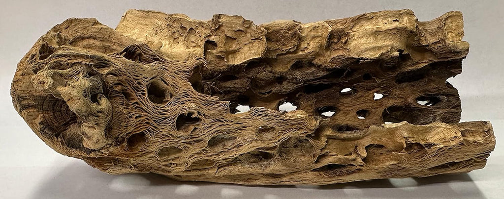 Natural Cholla Wood Chunk Large Air Plant Display Holders Individually Unique Decorative Stands or Holder (Cholla Chunk Large)