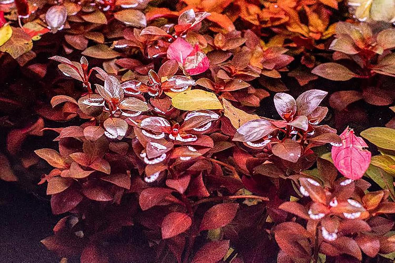 Mini Bolbitis Baby Leaf - Live Aquarium Plant for Fish Tank Decorations (1 Pot)