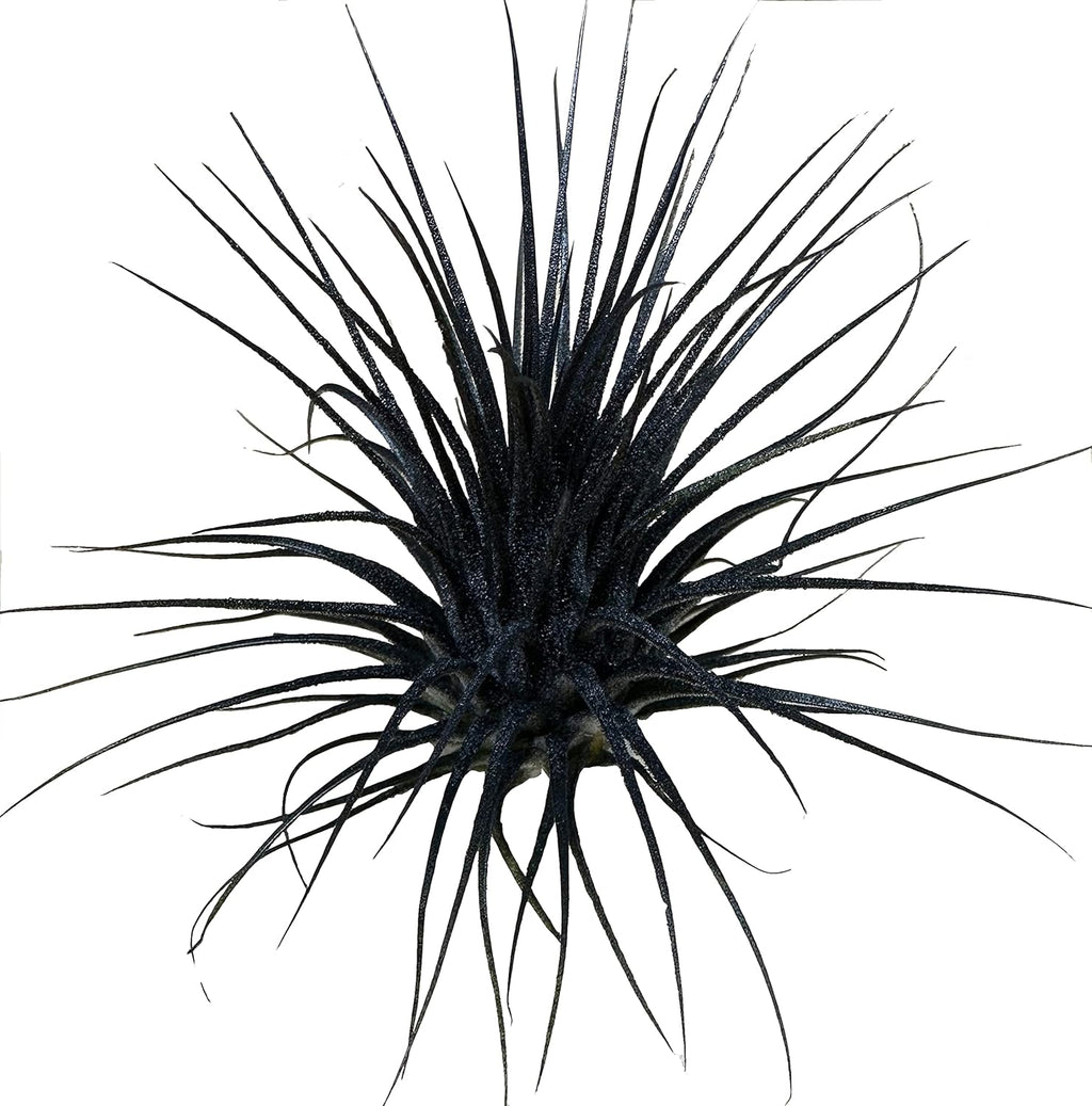 Live Extra Large Tillandsia Ionantha Guatemala Colorful Air Plant 3+ inch Enhanced Color Easy Care Indoor Outdoor Home Decor Gift Airplant by Awesome Industries (Black XL)