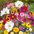 Eden Brothers Country Garden Flower Mixed Seeds for Planting, 1 lb, 480,000+ Seeds with Scarlet Flax, Cosmos Sensation | Attracts Pollinators, Plant in Spring or Fall, Zones 3, 4, 5, 6, 7, 8, 9, 10