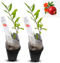 Live Pomegranate 'Wonderful' Plants (Punica Granatum 'Wonderful') - Fruit-Bearing, Drought-Tolerant, Easy to Grow (2 stevia Cups)