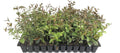 Star Jasmine - 40 Live Plants - Jasminum Nitidum - Fragrant Blooming Evergreen Vine