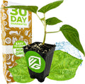 Kiko's Crump South Sea Salad Tree (BeLe Tree) Live Plant - Abelmoschus manihot - Wellspring Gardens Salad Tree Starter Plant - Live Vegetable Plant - Easy to Grow - Ideal for Outdoor & Indoor Planting