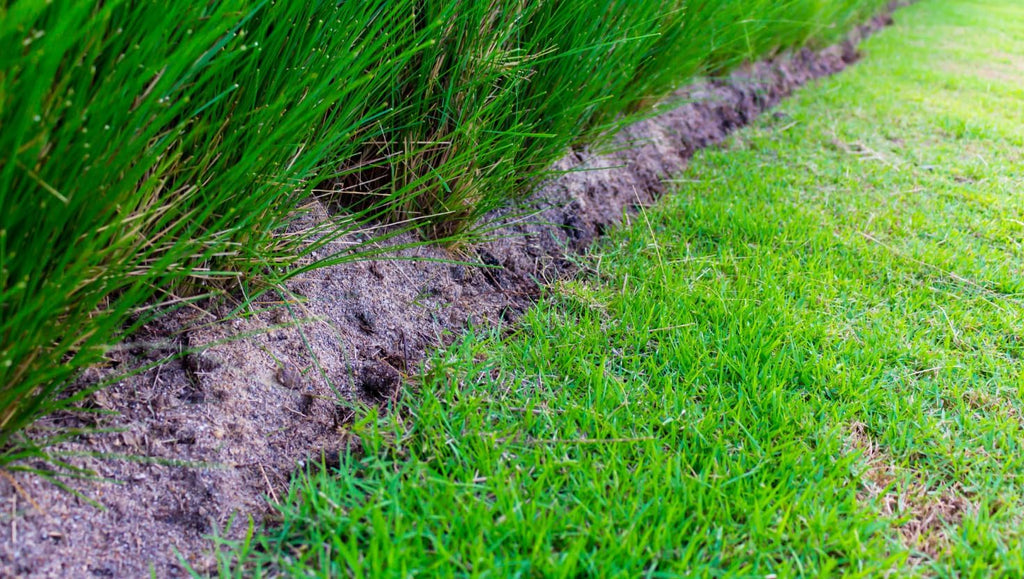 Brownie Brand Majestic Hulled Bermudagrass Seed | Premium Turf Grass for Dense, Drought-Resistant Lawns | Fast-Growing, Heat-Tolerant, Certified Seed for High-Traffic Areas. (50 Pound)