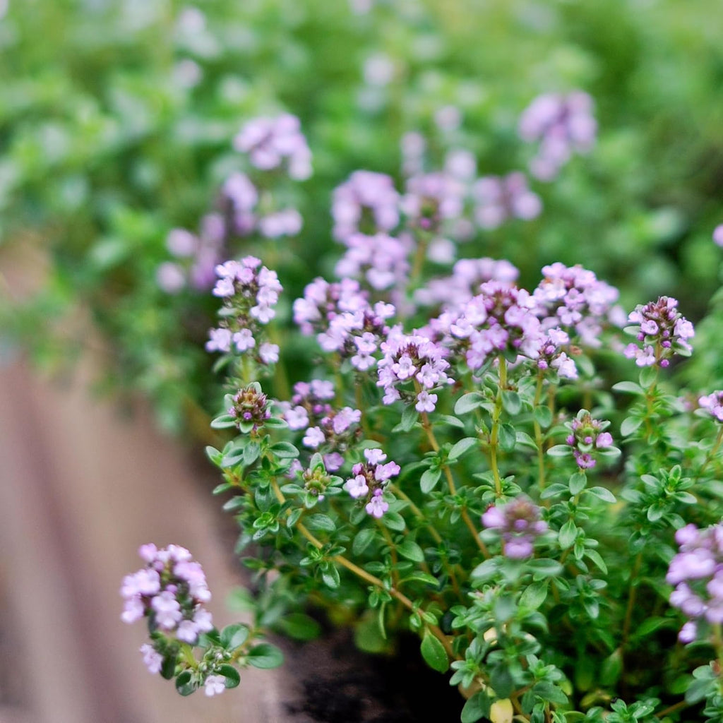 German Thyme Plants - Perfect for Indoor or Outdoor Gardening, High in Antioxidants, Fragrant and Flavorful Herb (4 ger Thyme Bags)