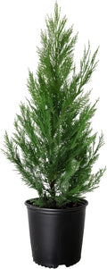 Leyland Cypress |3 Large Gallon Size Plants | Cupressocyparis leylandii | Fast Growing Privacy Trees, Evergreen Landscape Plants, Drought Tolerant, Low Maintenance, Windbreak, Hardy