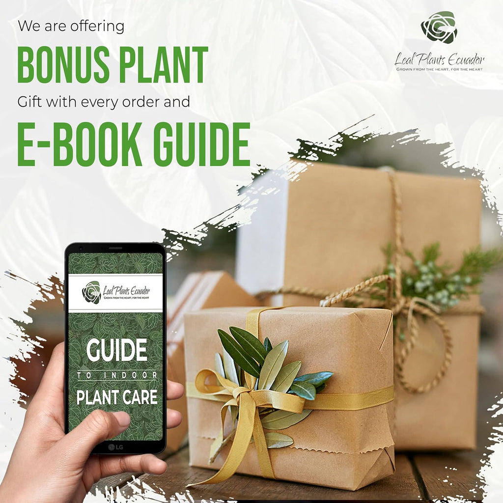 LEAL PLANTS ECUADOR Anthurium Pallidiflorum Live Plants| Green Live House Plant for Indoors|Rare and Exotic Indoor Plants for Living Room|Anthuriums Live Plants |Pallidiflorum Live Heart Plant