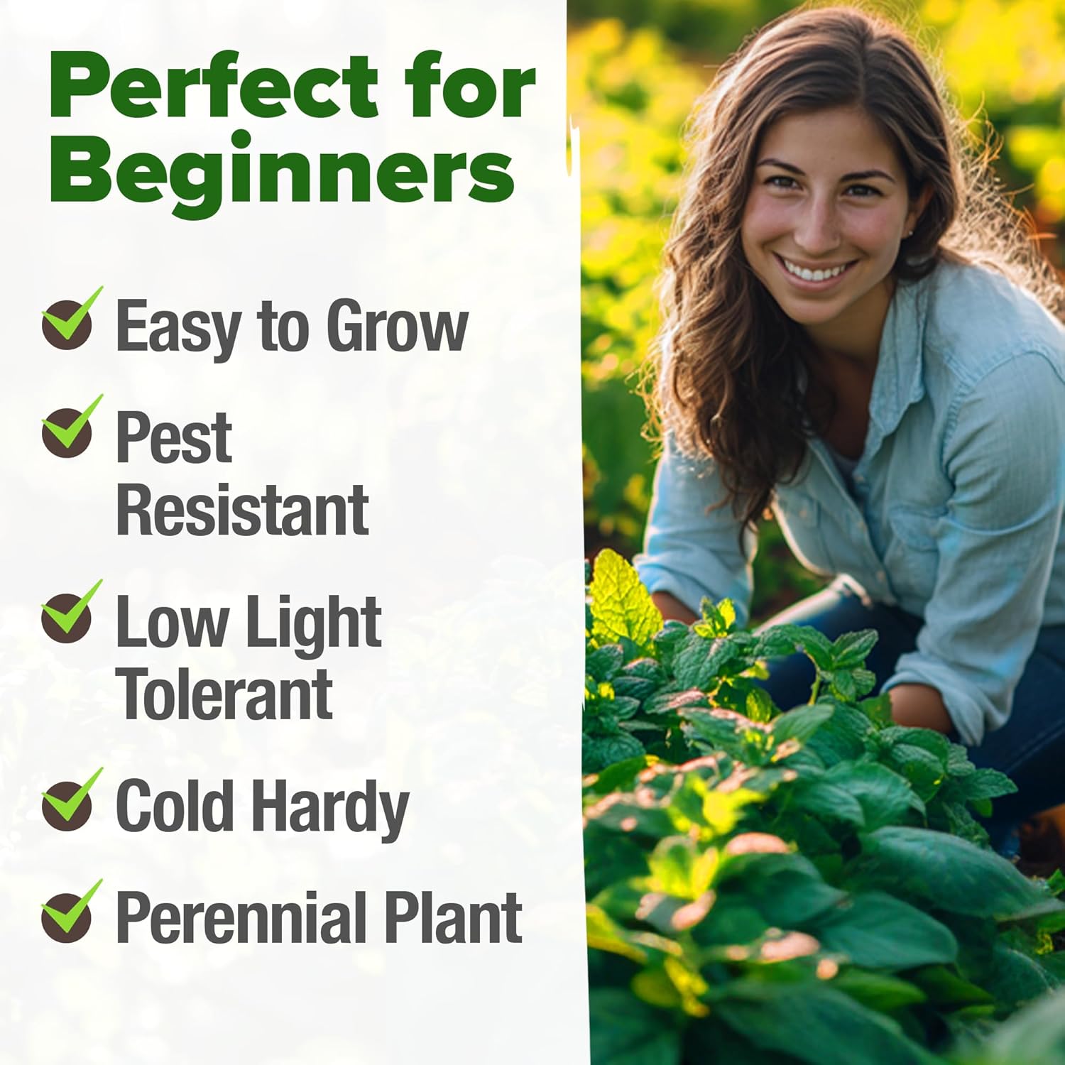 HOME GROWN Peppermint Seeds 2 Pack (Mentha × piperita) – 4,740 Heirloom Mint Seeds for Planting – 𝗡𝗢𝗡-𝗚𝗠𝗢, 𝗨𝗦𝗔-𝗦𝗢𝗨𝗥𝗖𝗘𝗗 – Grow Indoors or Outdoors, Kitchen Herb Garden Favorite
