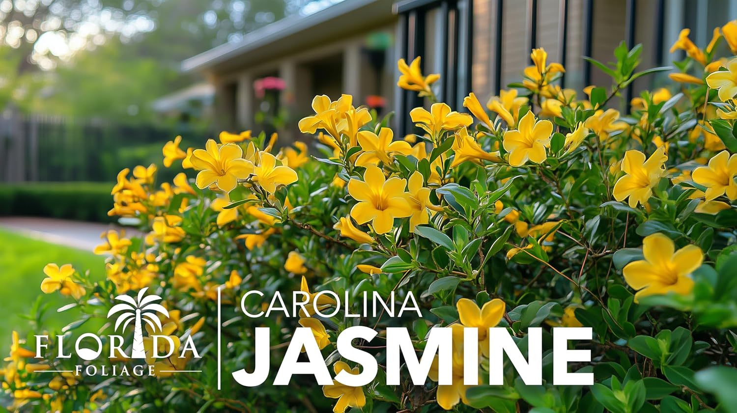 Carolina Jasmine | 30 Live Plants | Gelsemium sempervirens | Fast-Growing Flowering Vine for Trellises & Fences | Climbing Landscape Plants