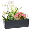 GardenBasix Elongated Self Watering Planter Pots Window Box 5.5 x 16 inch Indoor Home Garden Modern Decorative Planter Pot for All House Plants Flowers Herbs (Dark Grey,1-Pack)