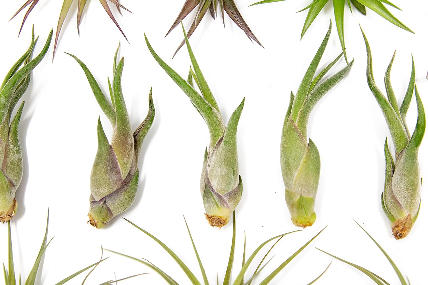25 Pack of Classic Air Plants Variety - Live Succulent House Plants - Available in Wholesale and Bulk - Home and Garden Decor - Easy Care Indoor/Outdoor Air Plant