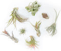 Air Plant Shop 30 Pack Tillandsia Air Plant Grab Bag of Premium Medium & Large Plants- Wholesale and Bulk - Succulents - Live Tillandsia - Easy Care Indoor and Outdoor House Plants